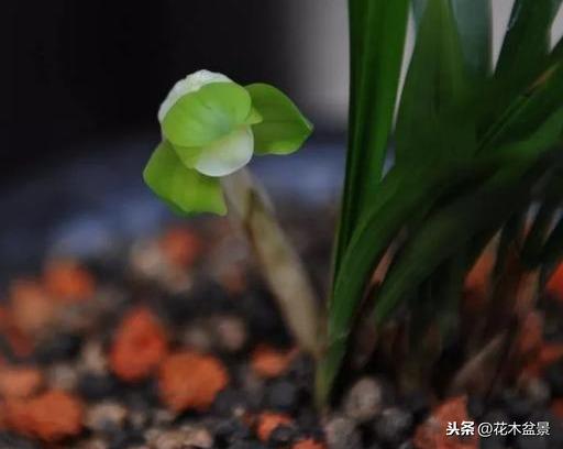 一日内从20万涨到80万的兰花长啥样? 一日内从20万涨到80万的兰花长啥样?