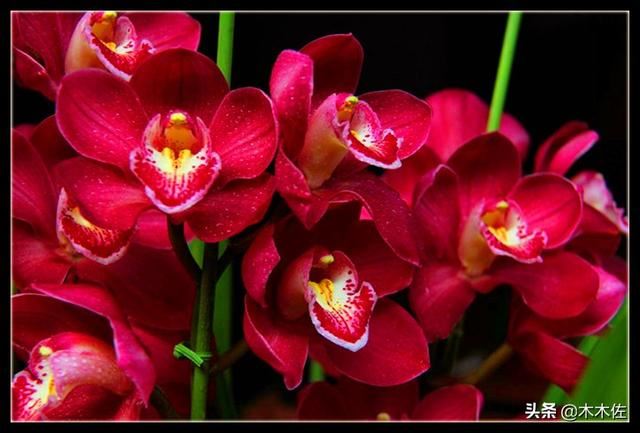 如何养好大花惠兰 如何养好大花惠兰