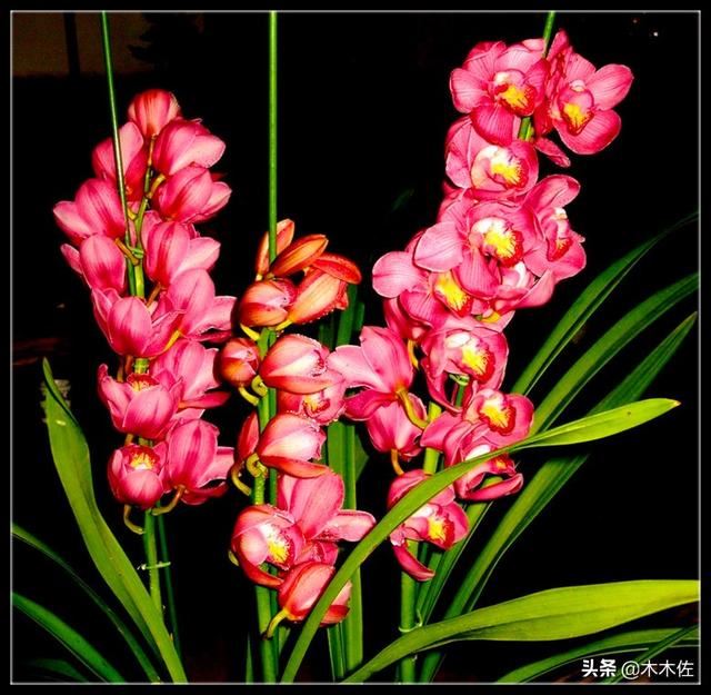 如何养好大花惠兰 如何养好大花惠兰