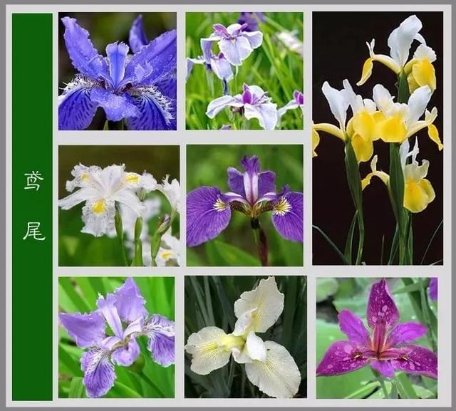 中国花卉图例，超全的花木图鉴，附带花名，值得收藏