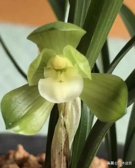 一日内从20万涨到80万的兰花长啥样? 一日内从20万涨到80万的兰花长啥样?