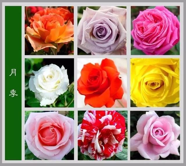 中国花卉图例，超全的花木图鉴，附带花名，值得收藏