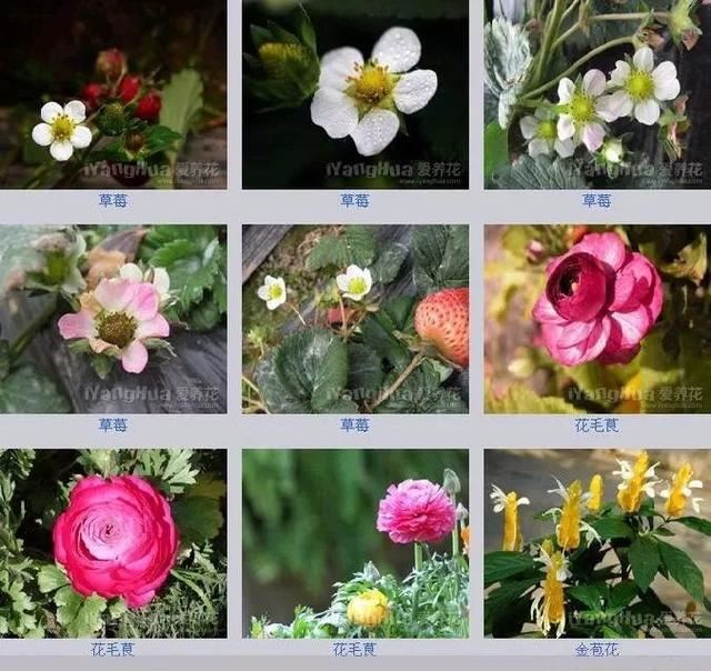 中国花卉图例，超全的花木图鉴，附带花名，值得收藏