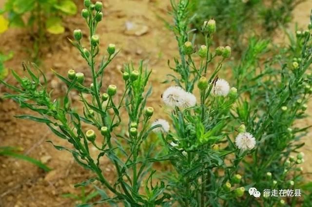 「乾县花木」麦黄草、香丝草、野菊花、风轮草和猪毛缨