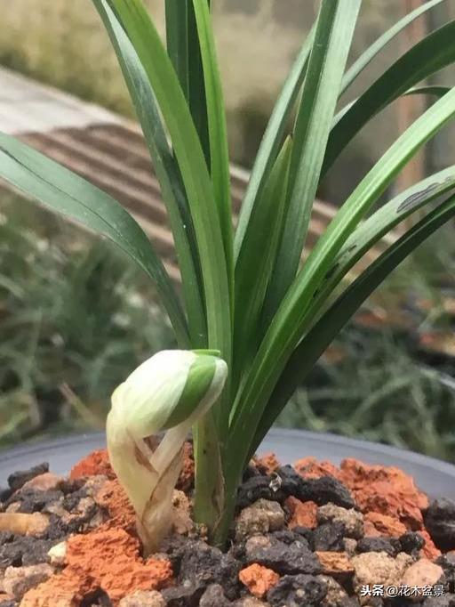 一日内从20万涨到80万的兰花长啥样? 一日内从20万涨到80万的兰花长啥样?