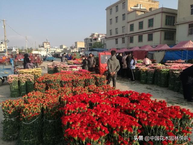 三八节将至 花市行情不容乐观 三八节将至 花市行情不容乐观