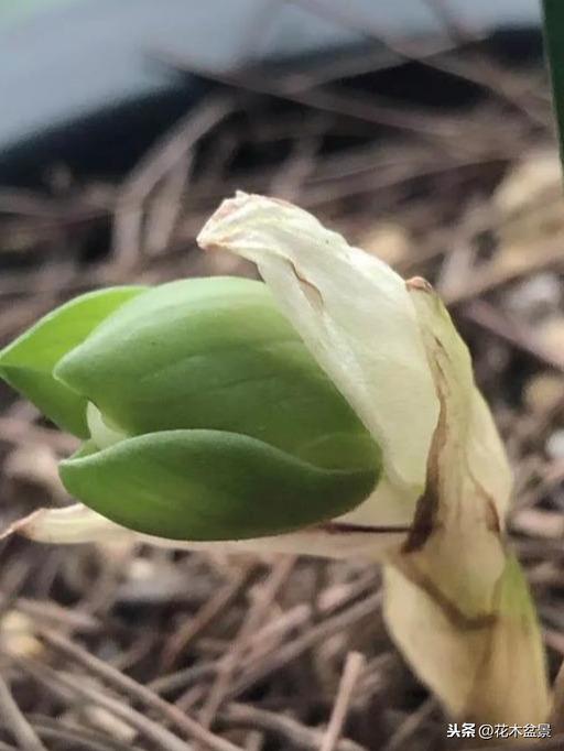 一日内从20万涨到80万的兰花长啥样? 一日内从20万涨到80万的兰花长啥样?