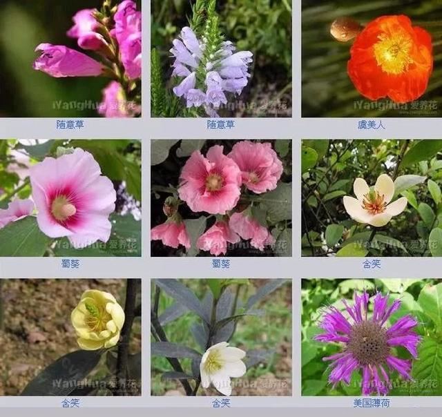 中国花卉图例，超全的花木图鉴，附带花名，值得收藏