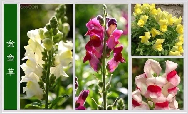 中国花卉图例，超全的花木图鉴，附带花名，值得收藏