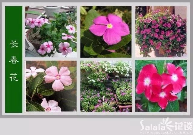 中国花卉图例，超全的花木图鉴，附带花名，值得收藏