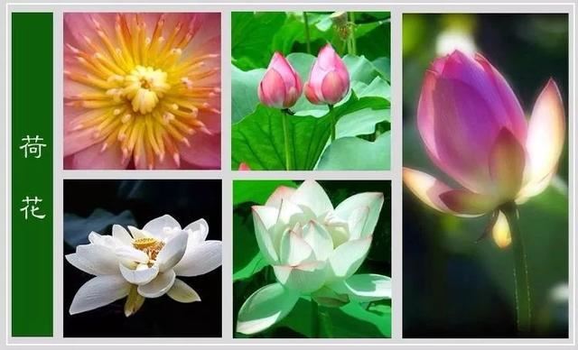 中国花卉图例，超全的花木图鉴，附带花名，值得收藏