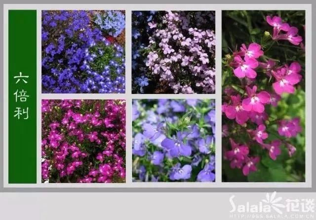 中国花卉图例，超全的花木图鉴，附带花名，值得收藏