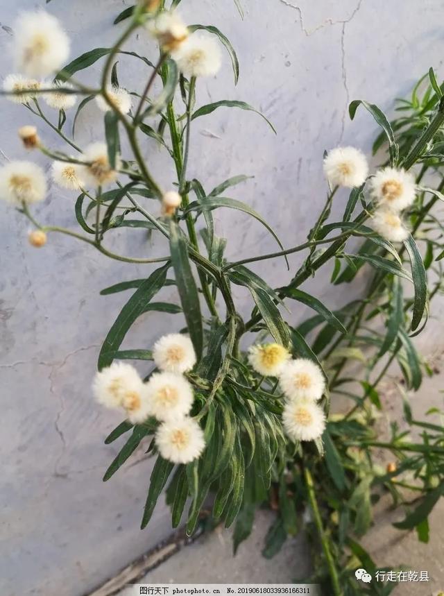 「乾县花木」麦黄草、香丝草、野菊花、风轮草和猪毛缨