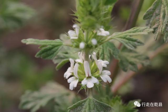 「乾县花木」麦黄草、香丝草、野菊花、风轮草和猪毛缨