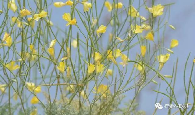 「乾县花木」麦黄草、香丝草、野菊花、风轮草和猪毛缨