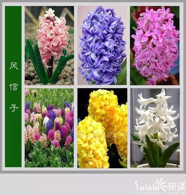 中国花卉图例，超全的花木图鉴，附带花名，值得收藏