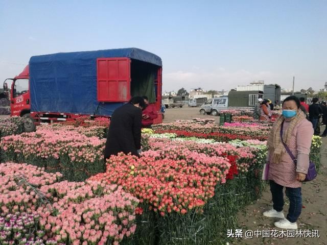 三八节将至 花市行情不容乐观 三八节将至 花市行情不容乐观
