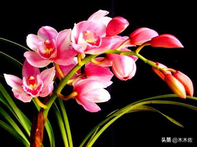 如何养好大花惠兰 如何养好大花惠兰