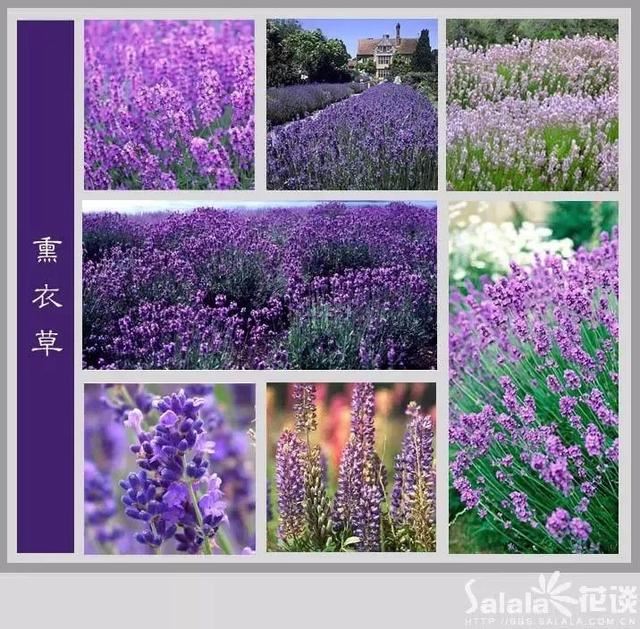 中国花卉图例，超全的花木图鉴，附带花名，值得收藏