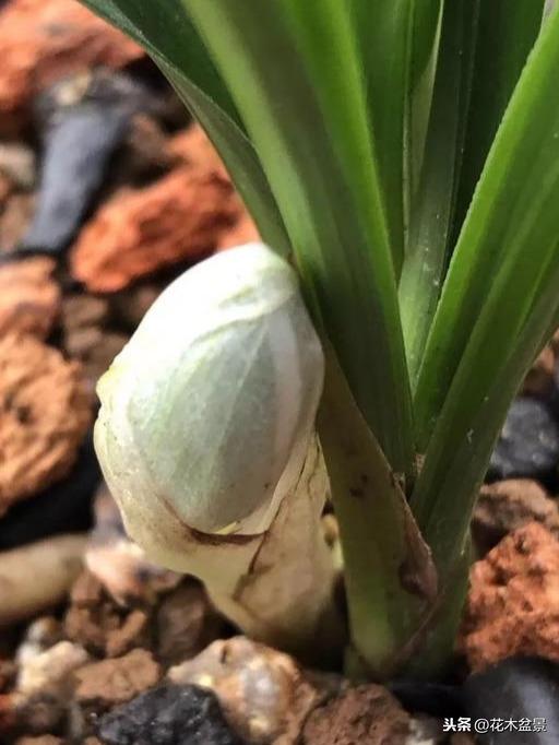 一日内从20万涨到80万的兰花长啥样? 一日内从20万涨到80万的兰花长啥样?