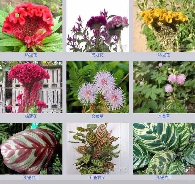 中国花卉图例，超全的花木图鉴，附带花名，值得收藏