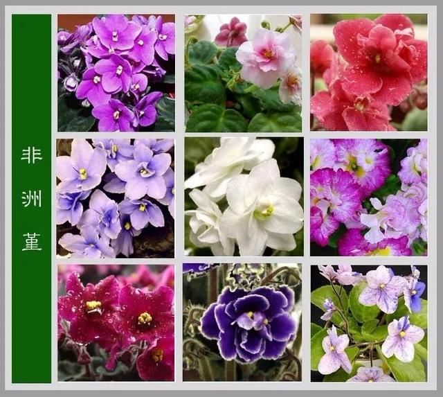 中国花卉图例，超全的花木图鉴，附带花名，值得收藏