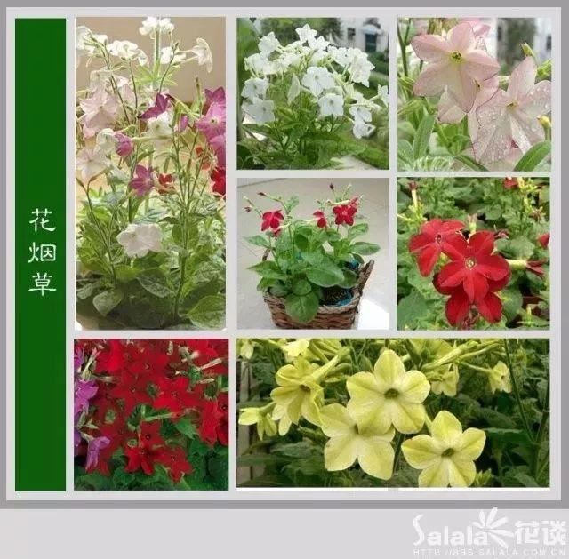 中国花卉图例，超全的花木图鉴，附带花名，值得收藏