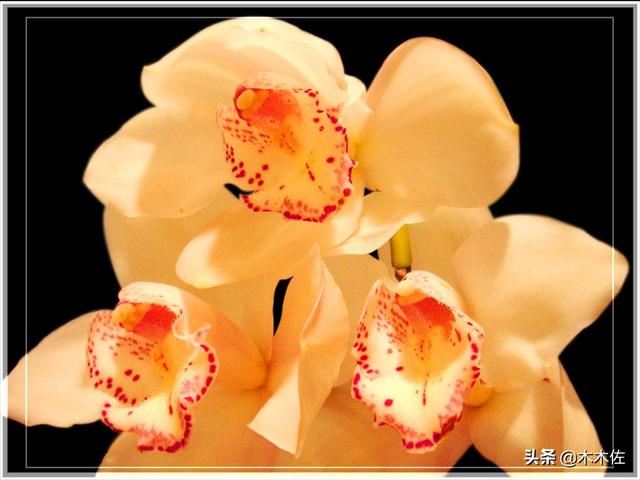 如何养好大花惠兰 如何养好大花惠兰