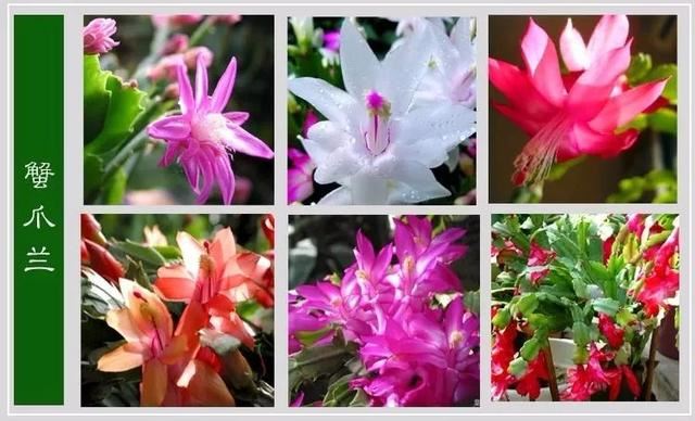 中国花卉图例，超全的花木图鉴，附带花名，值得收藏