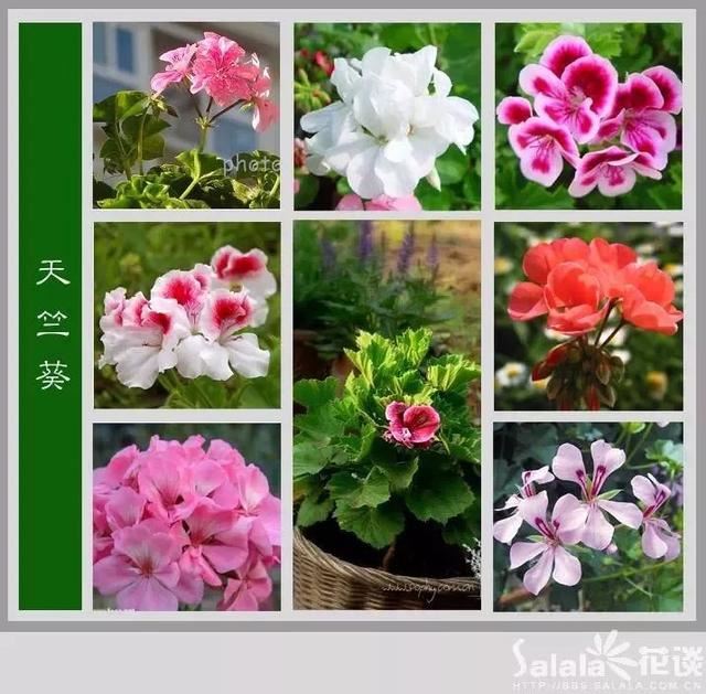 中国花卉图例，超全的花木图鉴，附带花名，值得收藏