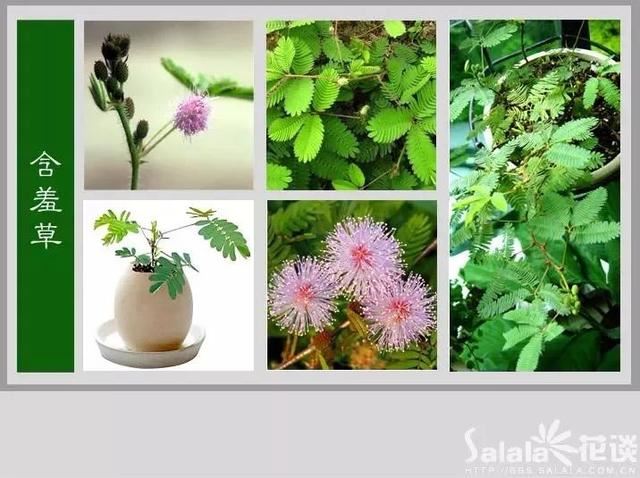 中国花卉图例，超全的花木图鉴，附带花名，值得收藏