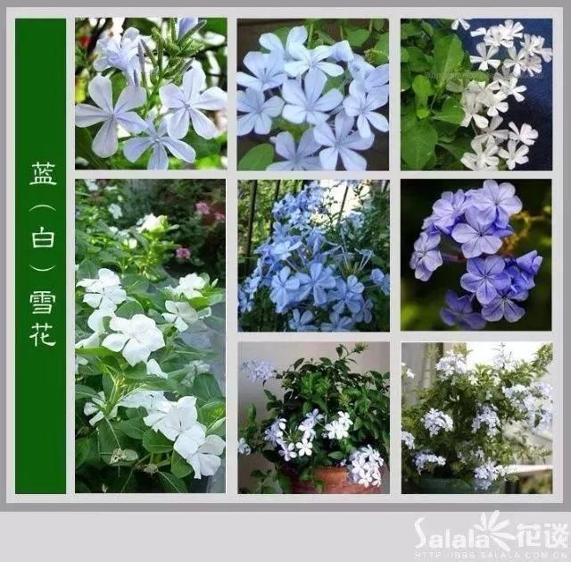 中国花卉图例，超全的花木图鉴，附带花名，值得收藏