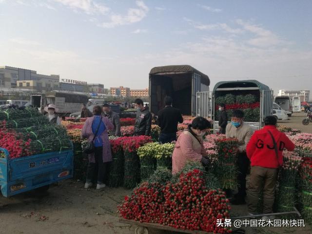 三八节将至 花市行情不容乐观 三八节将至 花市行情不容乐观