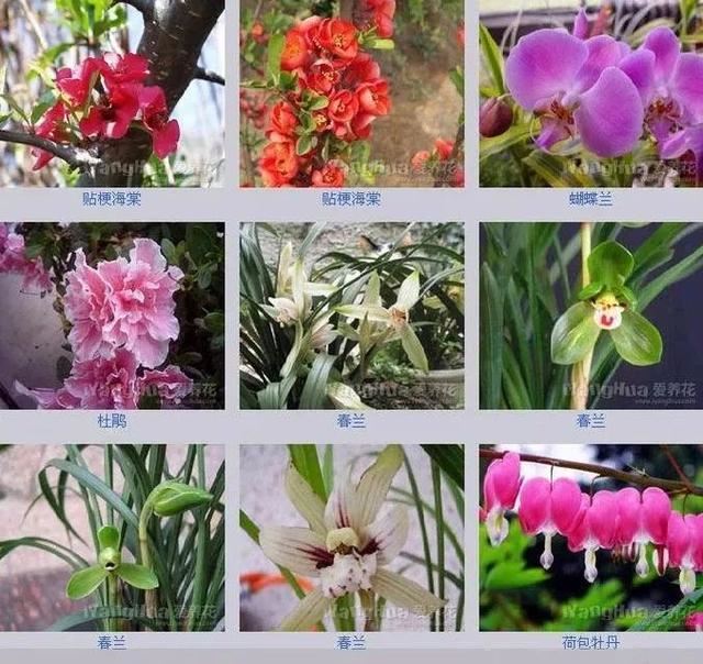 中国花卉图例，超全的花木图鉴，附带花名，值得收藏