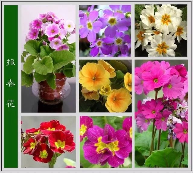 中国花卉图例，超全的花木图鉴，附带花名，值得收藏