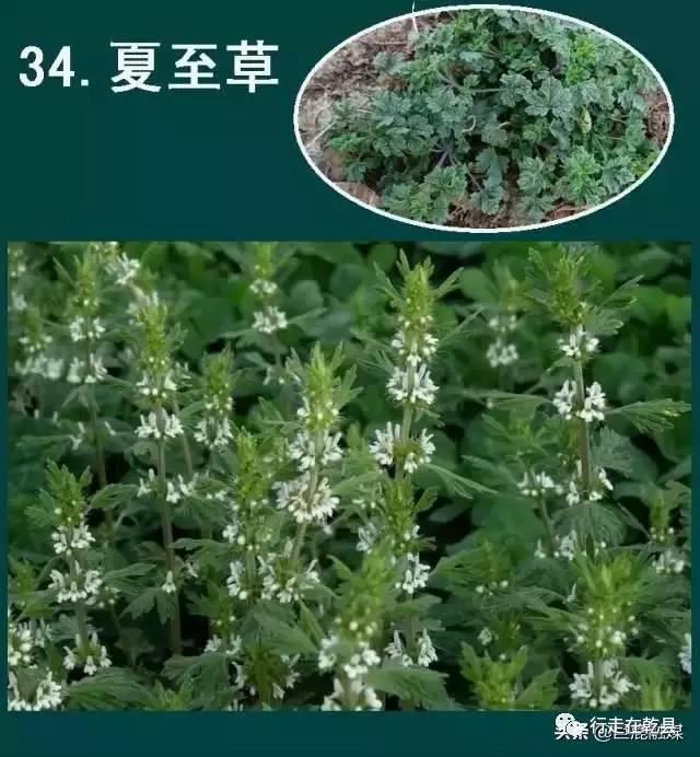 「乾县花木」麦黄草、香丝草、野菊花、风轮草和猪毛缨