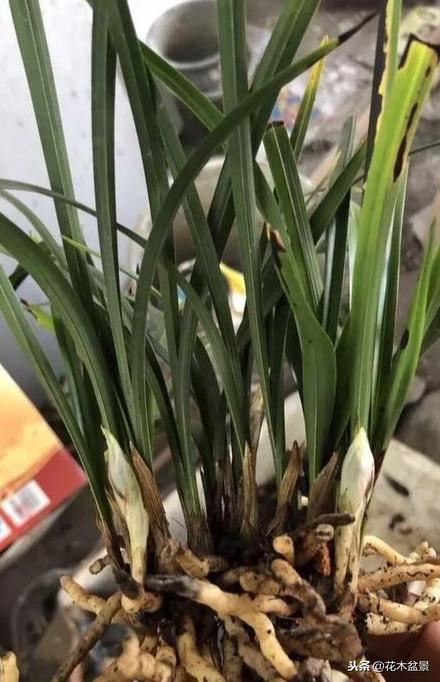 一日内从20万涨到80万的兰花长啥样? 一日内从20万涨到80万的兰花长啥样?