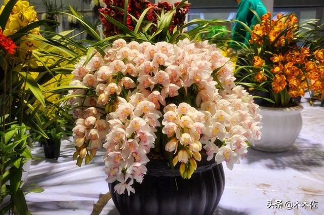 如何养好大花惠兰 如何养好大花惠兰