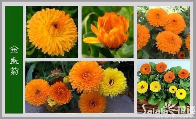 中国花卉图例，超全的花木图鉴，附带花名，值得收藏