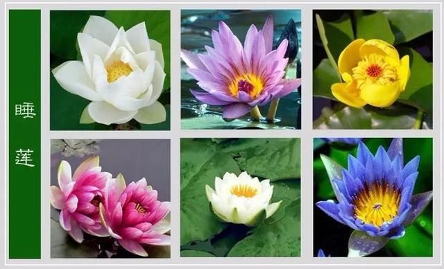 中国花卉图例，超全的花木图鉴，附带花名，值得收藏