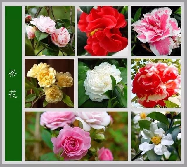 中国花卉图例，超全的花木图鉴，附带花名，值得收藏