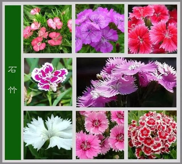 中国花卉图例，超全的花木图鉴，附带花名，值得收藏