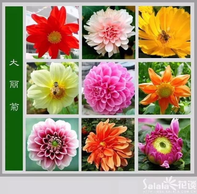 中国花卉图例，超全的花木图鉴，附带花名，值得收藏