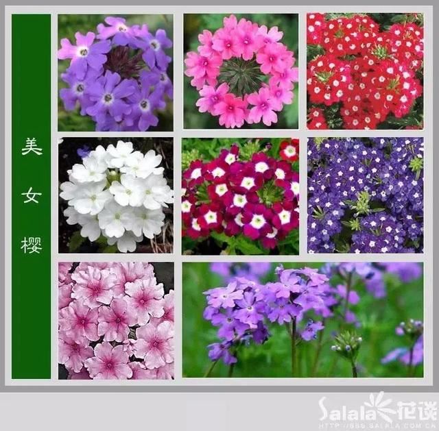 中国花卉图例，超全的花木图鉴，附带花名，值得收藏