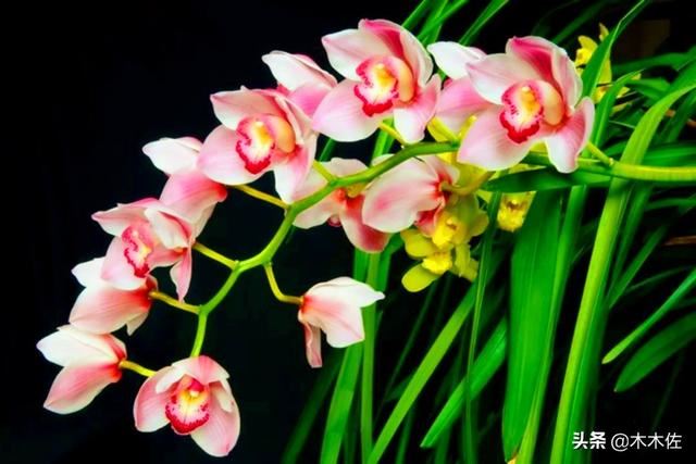 如何养好大花惠兰 如何养好大花惠兰