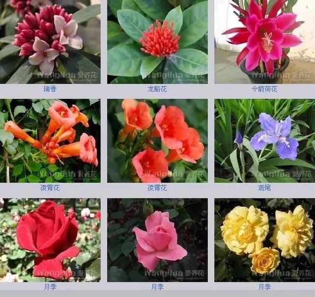 中国花卉图例，超全的花木图鉴，附带花名，值得收藏