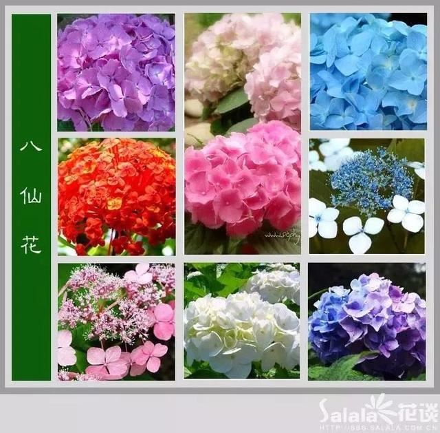 中国花卉图例，超全的花木图鉴，附带花名，值得收藏