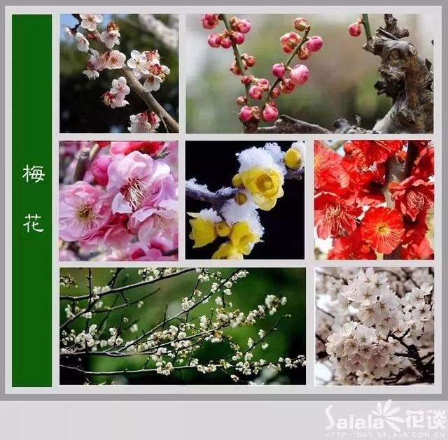 中国花卉图例，超全的花木图鉴，附带花名，值得收藏