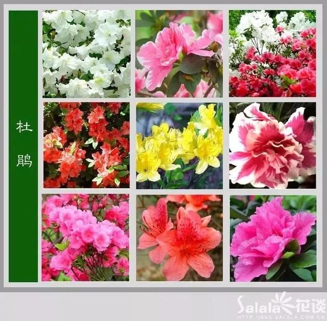 中国花卉图例，超全的花木图鉴，附带花名，值得收藏