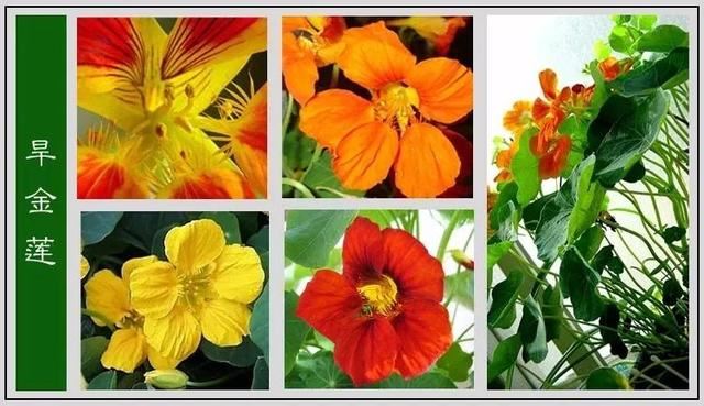 中国花卉图例，超全的花木图鉴，附带花名，值得收藏